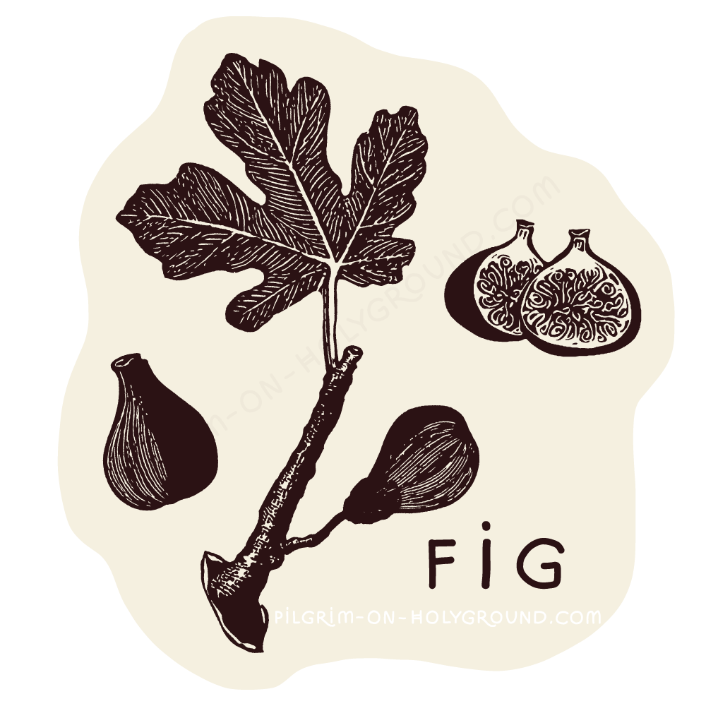 Fig in The Bible Clip Art Black and White Pilgrim On HolyGround 