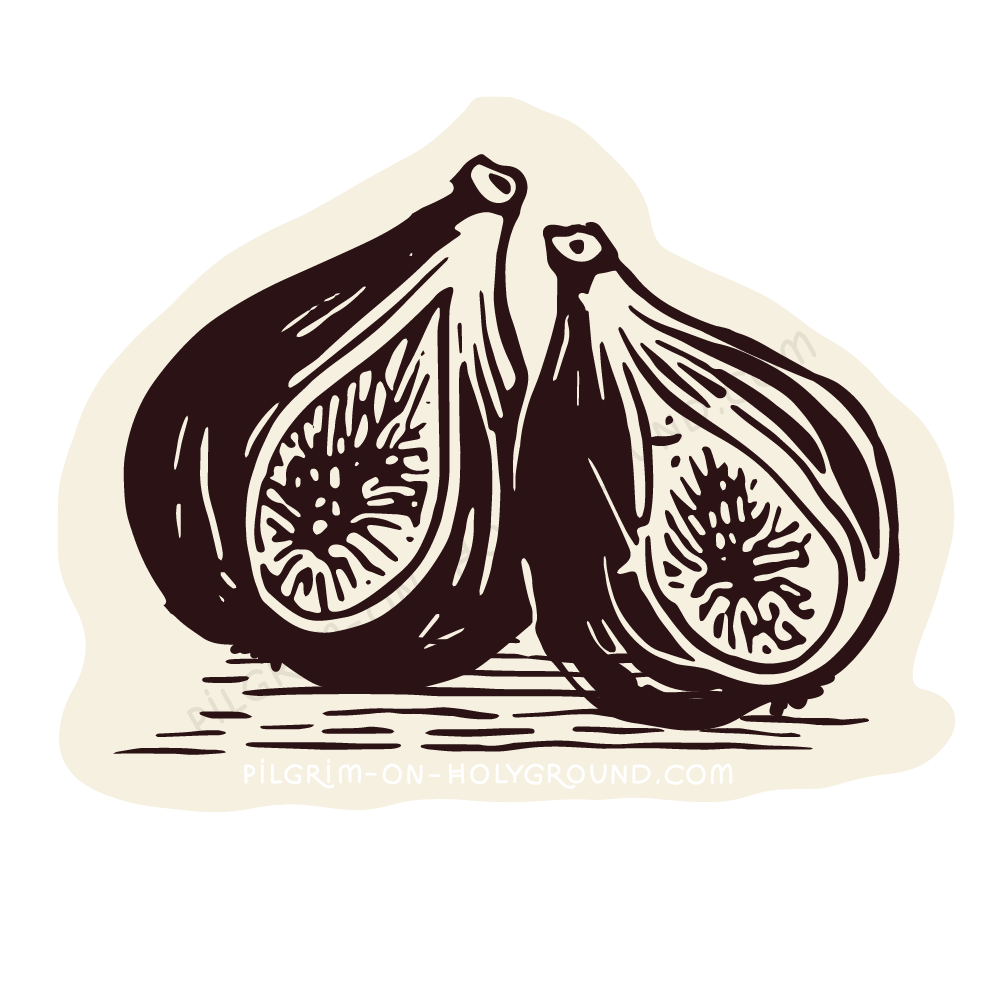 Fig in the Bible Teo Figs Pair Bible Study Clip art at Pilgrim on HolyGround 