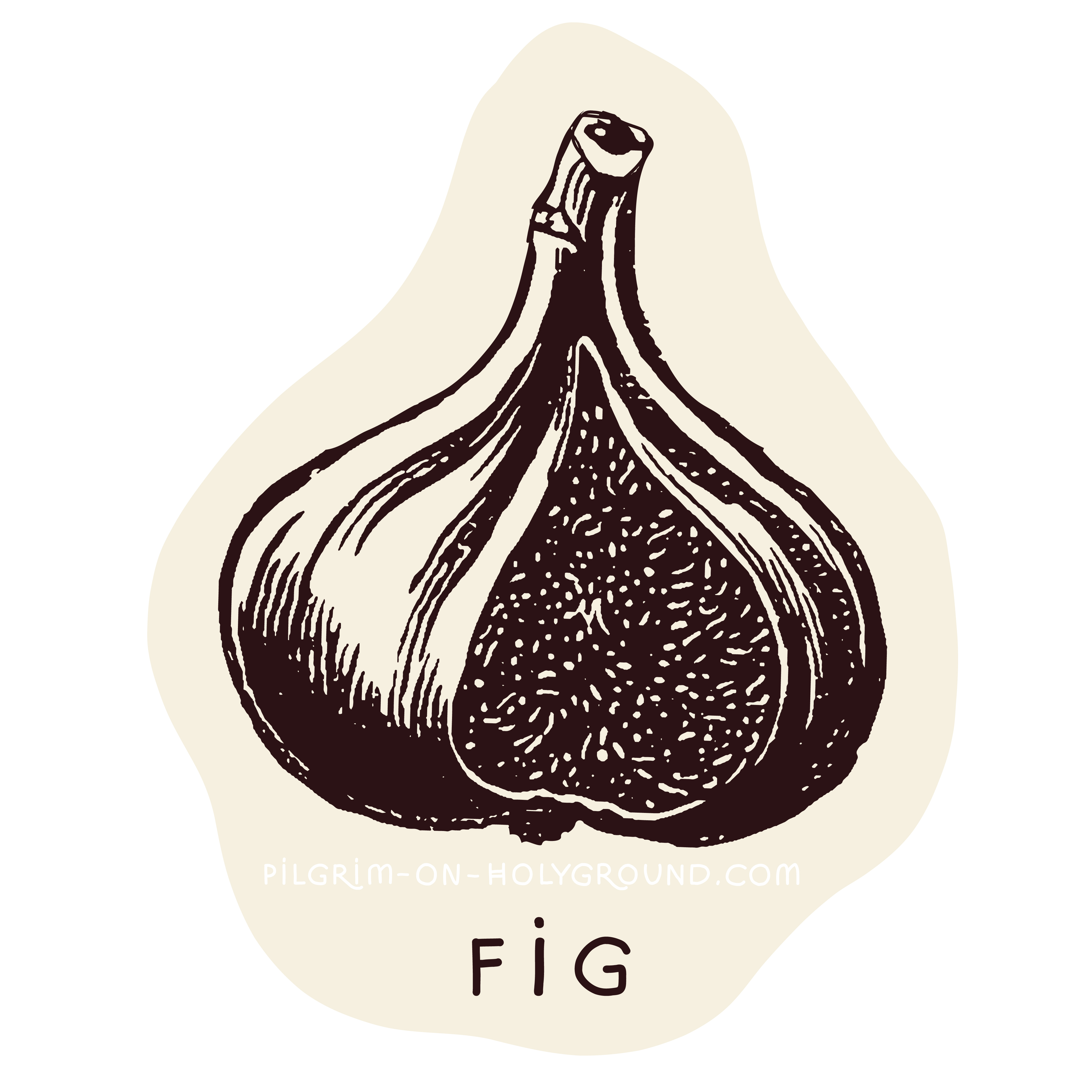 Fig tree in the Bible Black and White Clipart for Women’s Bible Studies at Pilgrim on HolyGround 