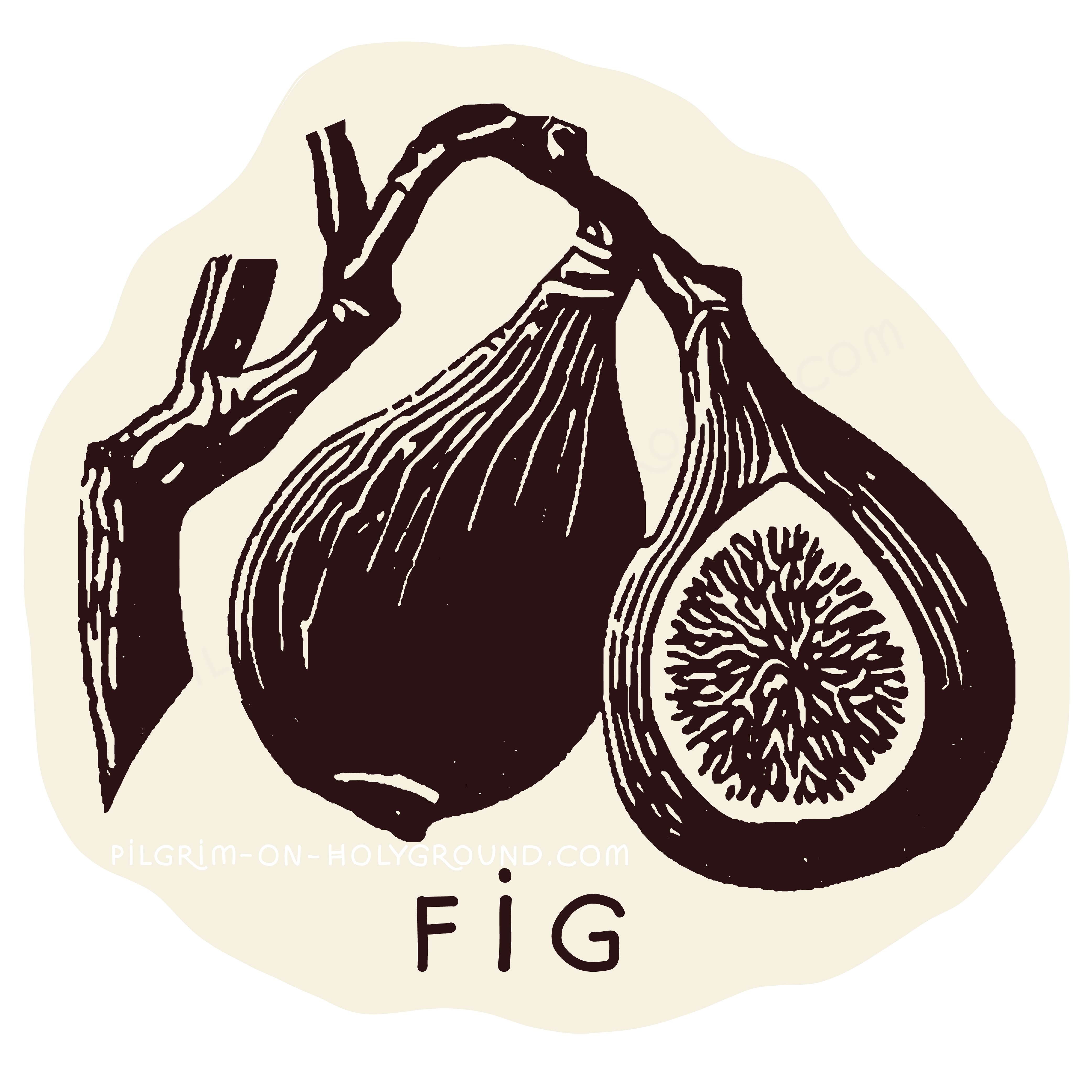 Fig Tree In the Bible Clipart  Black and White or Online