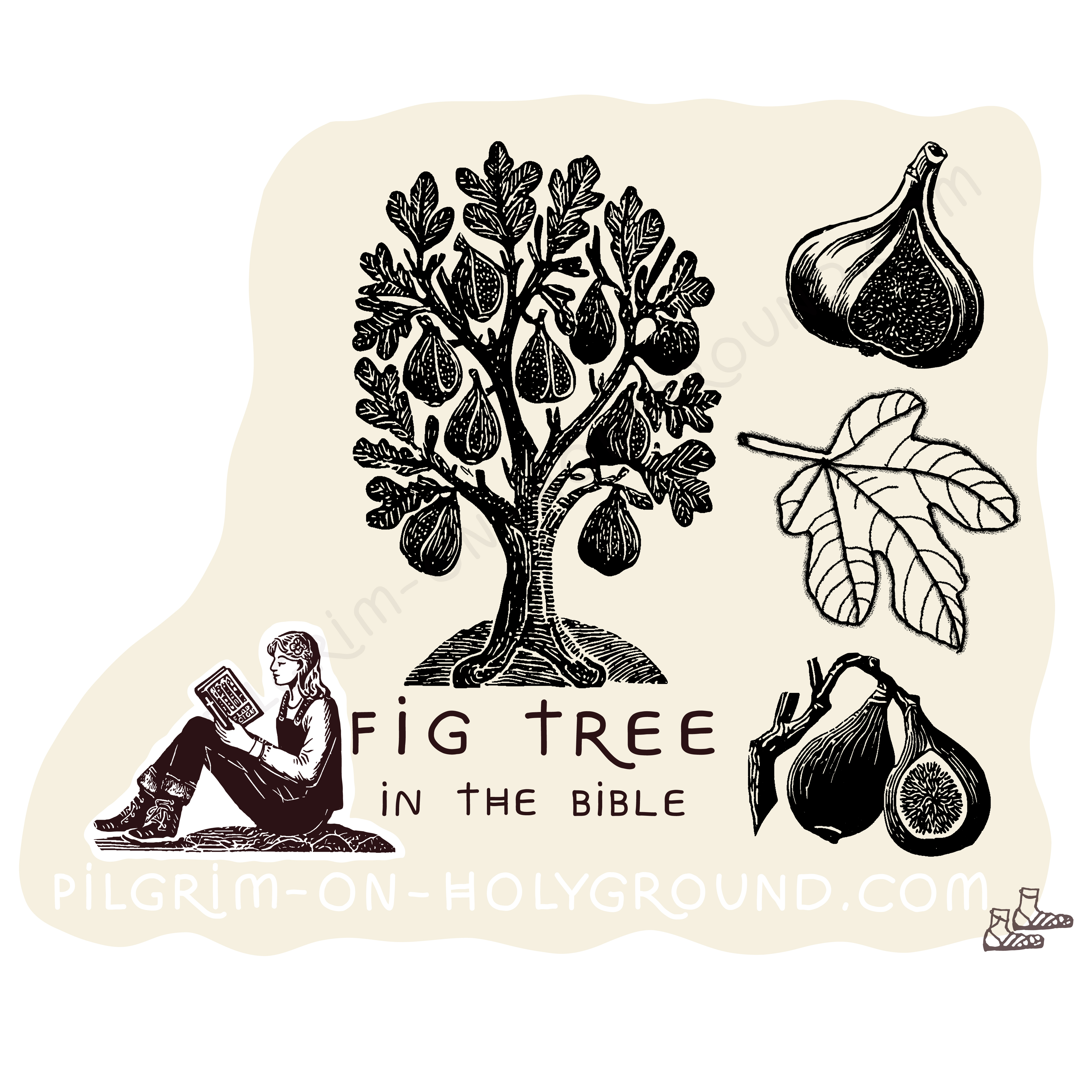 Fig Tree in the Bible plants mentioned in the bible study at Pilgrim on HolyGround 