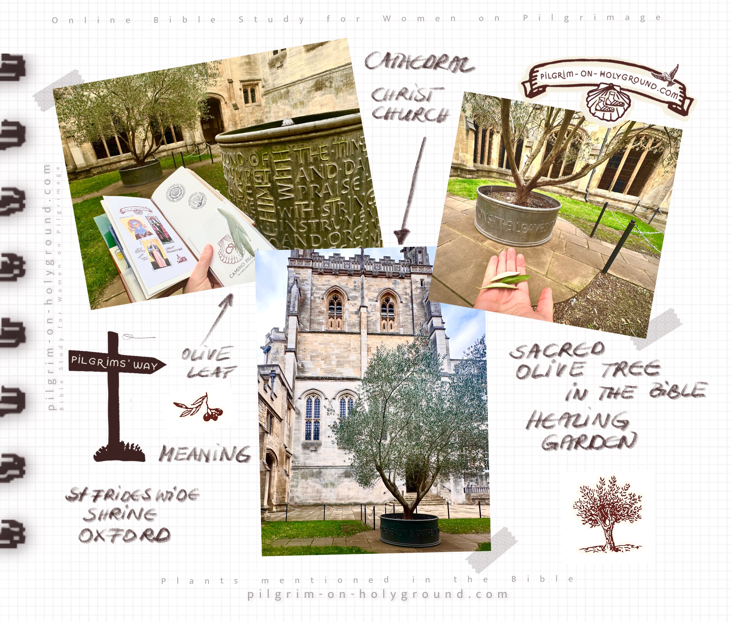My Pilgrimage to Saint Frideswide Shrine
Healing Olive Tree in the Bible Garden Olive Tree in the Bible Study , Oxford Christ Church Cathedral Bible Garden My Pilgrimage to Saint Frideswide Shrine
Healing Olive Tree in the Bible Garden Olive Tree in the Bible Study , from my Pilgrimage to Saint Frideswide Shrine , Oxford Christ Church Cathedral Bible Garden with ancient sacred olive tree and healing fountain