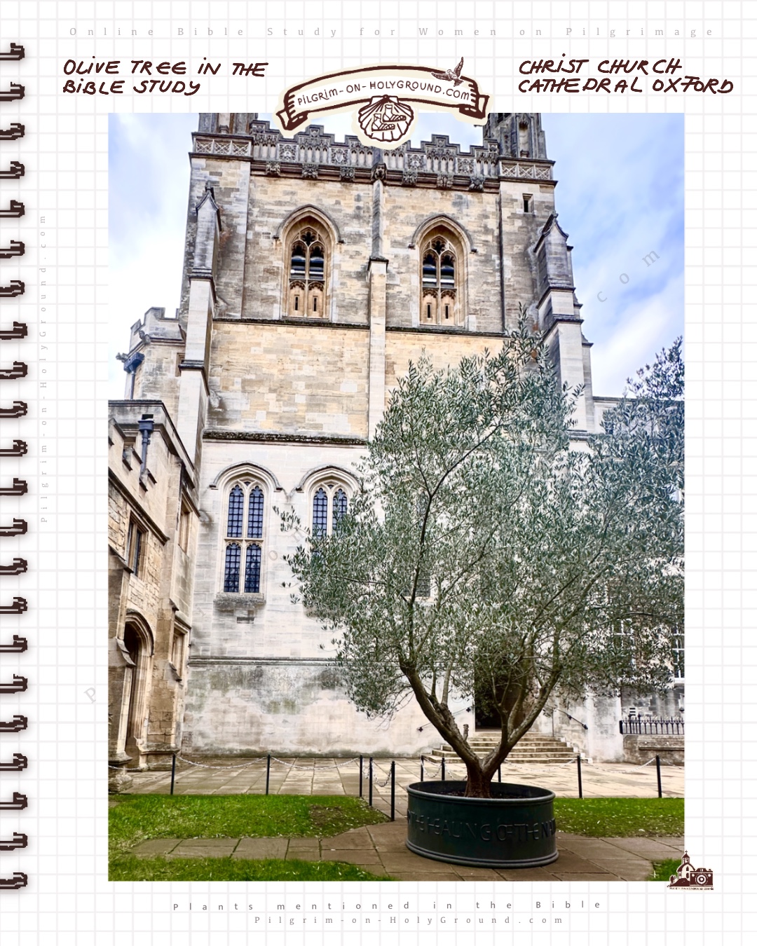 My Pilgrimage to Saint Frideswide Shrine
Healing Olive Tree in the Bible Garden Olive Tree in the Bible Study , from my Pilgrimage to Saint Frideswith Shrine , Oxford Christ Church Cathedral My Pilgrimage to Saint Frideswide Shrine
Healing Olive Tree in the Bible Garden Olive Tree in the Bible Study , from my Pilgrimage to Saint Frideswith Shrine , Oxford Christ Church Cathedral Bible Garden with ancient sacred olive tree and healing fountain