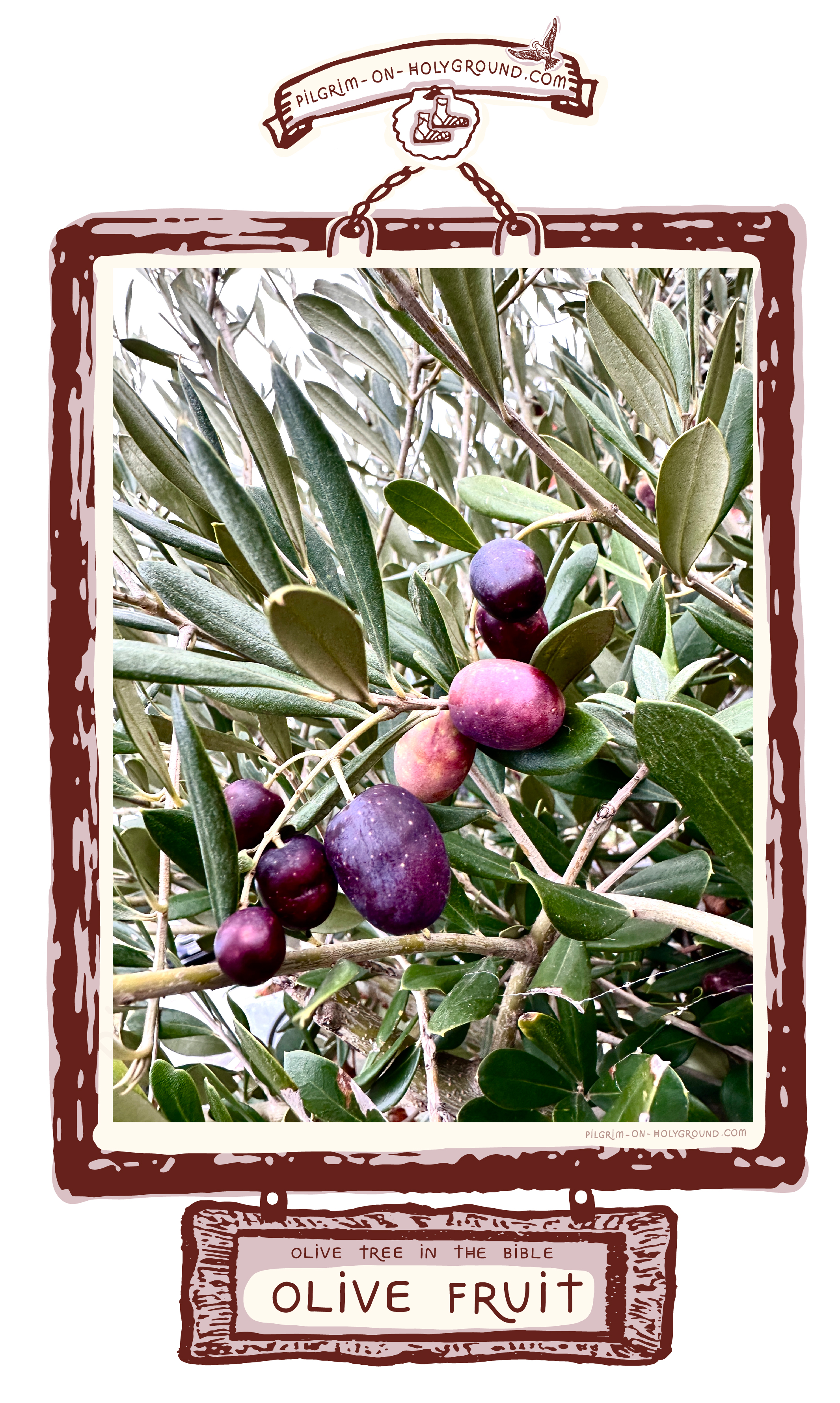 Closeup of ripe fruit from the Olive tree in the bible meaning of Fruit at Pilgrim on Holyground , Picture of an olive tree with fruit photo for bible study journaling