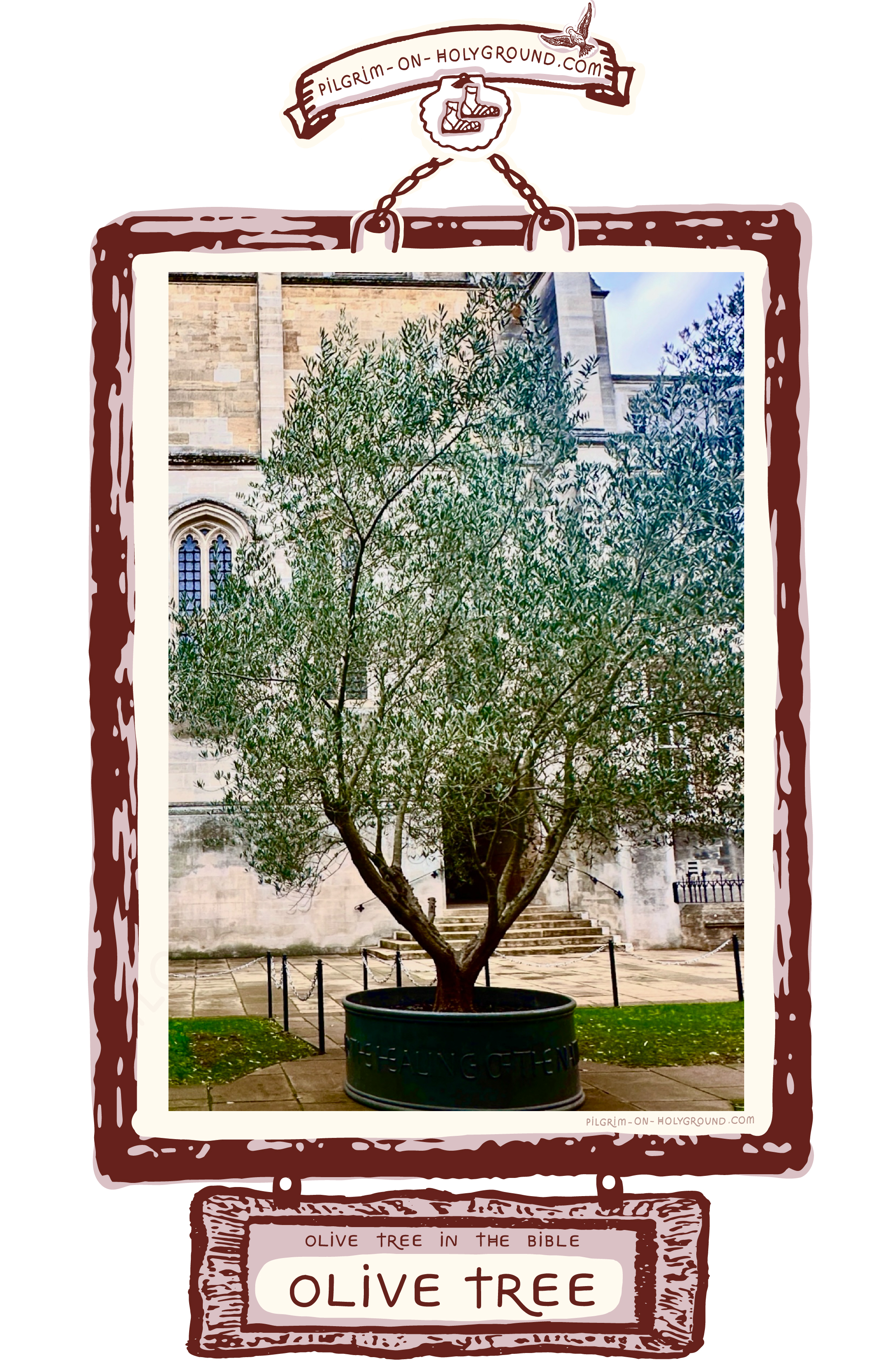 Olive tree in the Bible photo picture
✣ Healing Olive Tree in the Bible Garden of Christ Church Cathedral in the city oif oxford . This picture of an olive tree was taken o Olive tree in the Bible photo picture
✣ Healing Olive Tree in the Bible Garden of Christ Church Cathedral in the city oif oxford . This picture of an olive tree was taken on my pilgrimage to St Frideswide shrine,, the patron saint of Oxford . Not a wild specimen but a cultivated botanical tree of and a small prayerful walkway around the olive tree with places to pause for contemplative prayer when it is not so crowded with tourists.