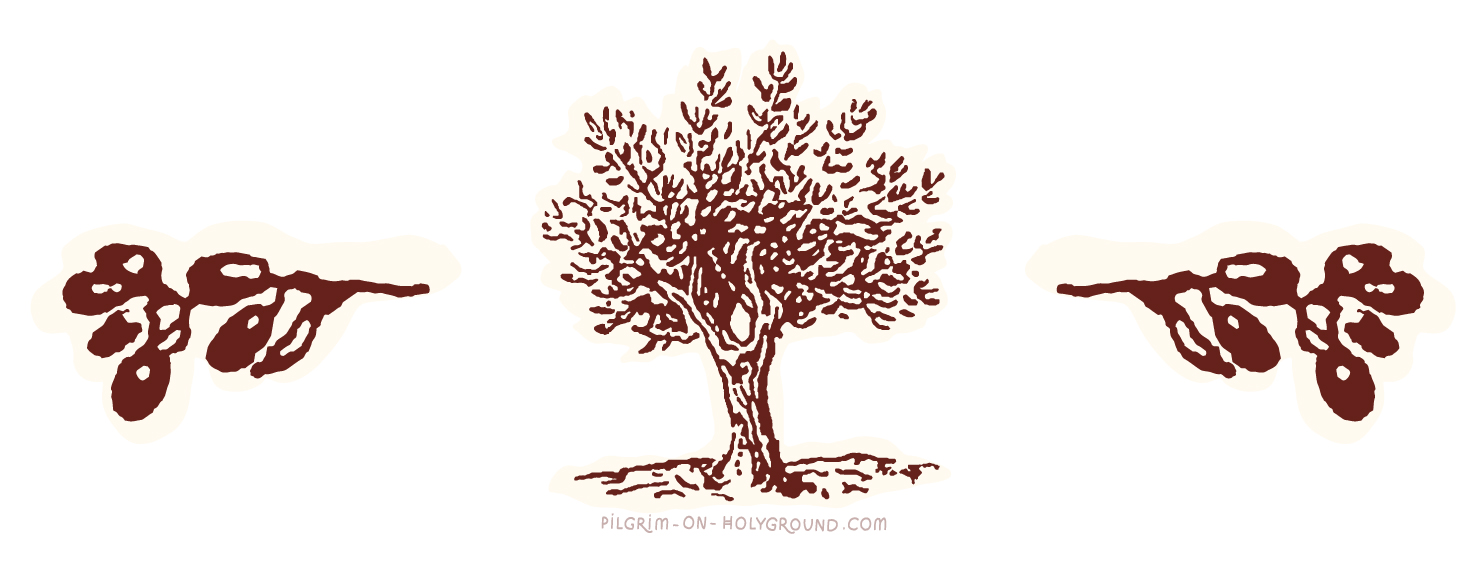 Olive Tree in the Bible Study, Meaning in Scripture, Christian Olive Oil Symbolism , Biblical Olive Oil Press , Plants mentioned in the Bible Olive Tree in the Bible Study, Meaning in Scripture, Christian Olive Oil Symbolism , Biblical Olive Oil Press , Plants mentioned in the Bible