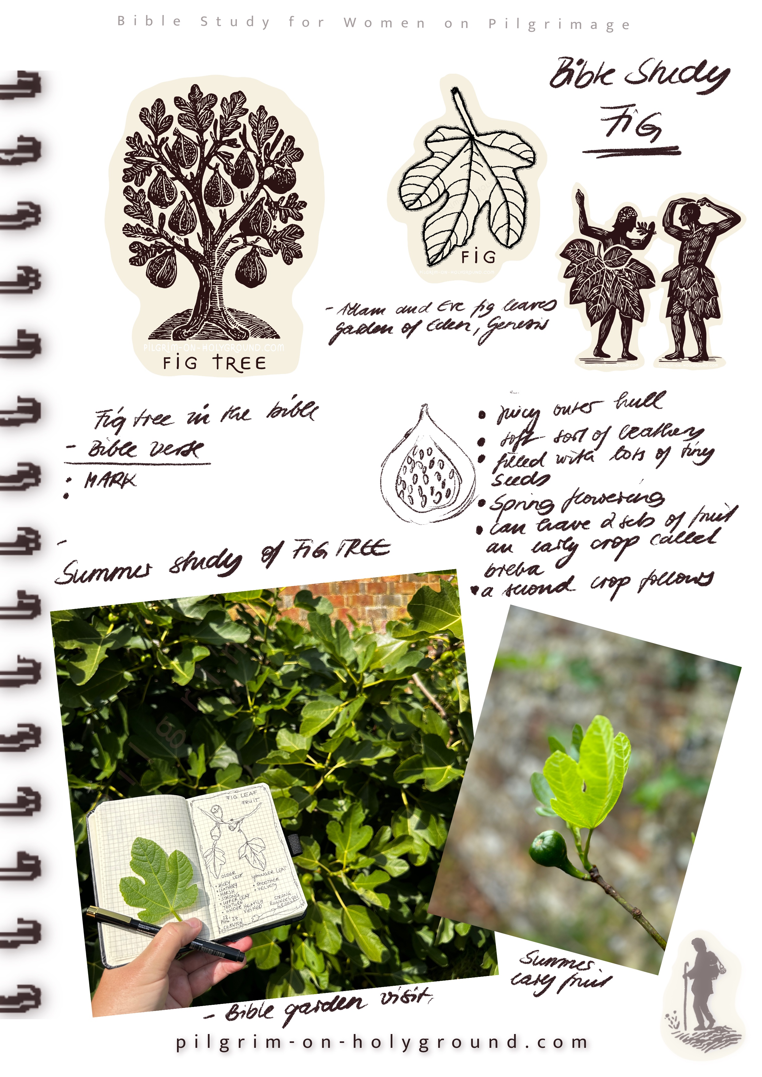 Online Bible Study for Women Fig in the Bible at Pilgrim on HolyGround