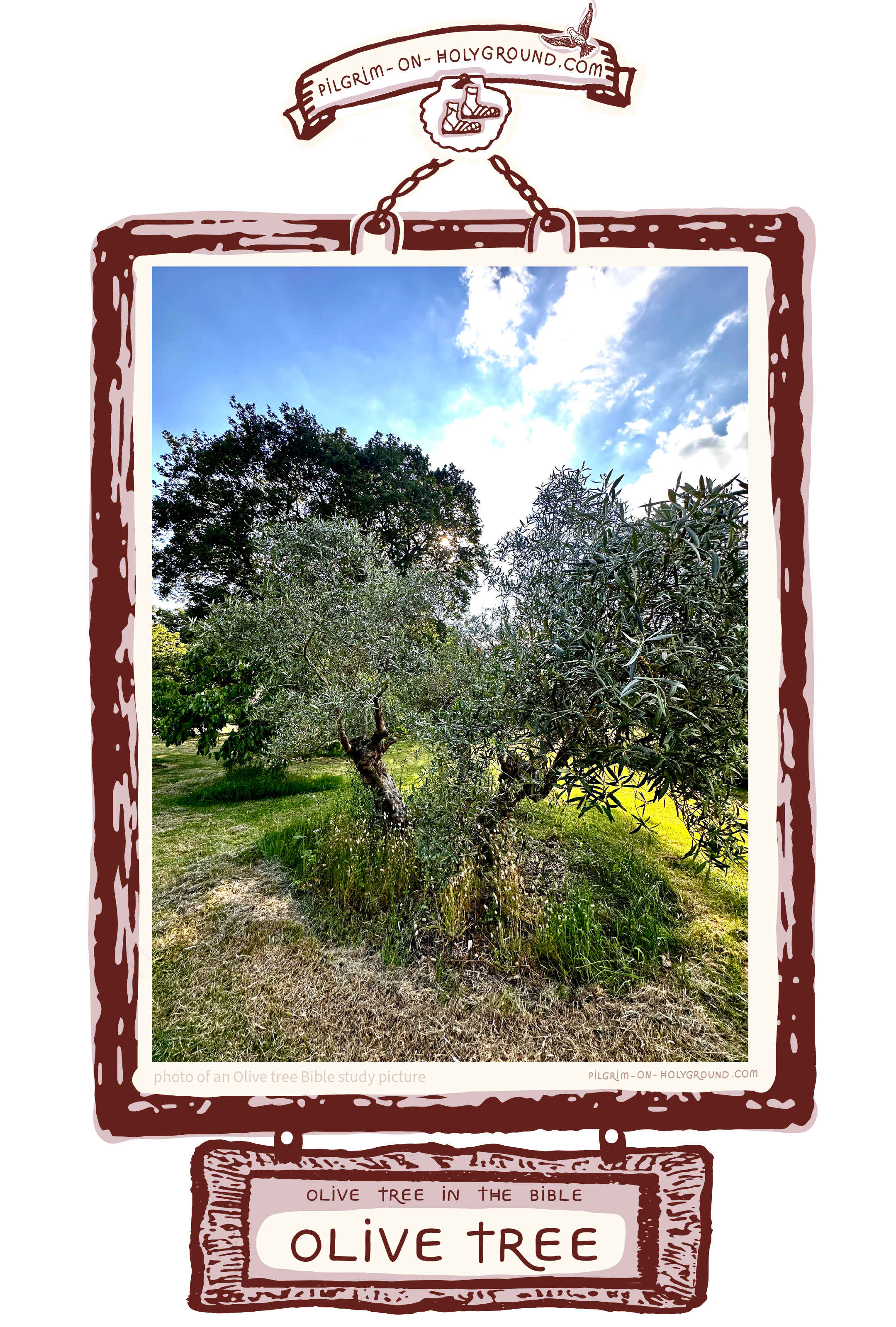 ✞ Wild olive tree Photo - for Plants mentioned in the Bible
Photo of an olive tree Bible study picture
As you can see by the bright blue sky of this summer day this picture of an olive tree Photo of an olive tree Bible study picture