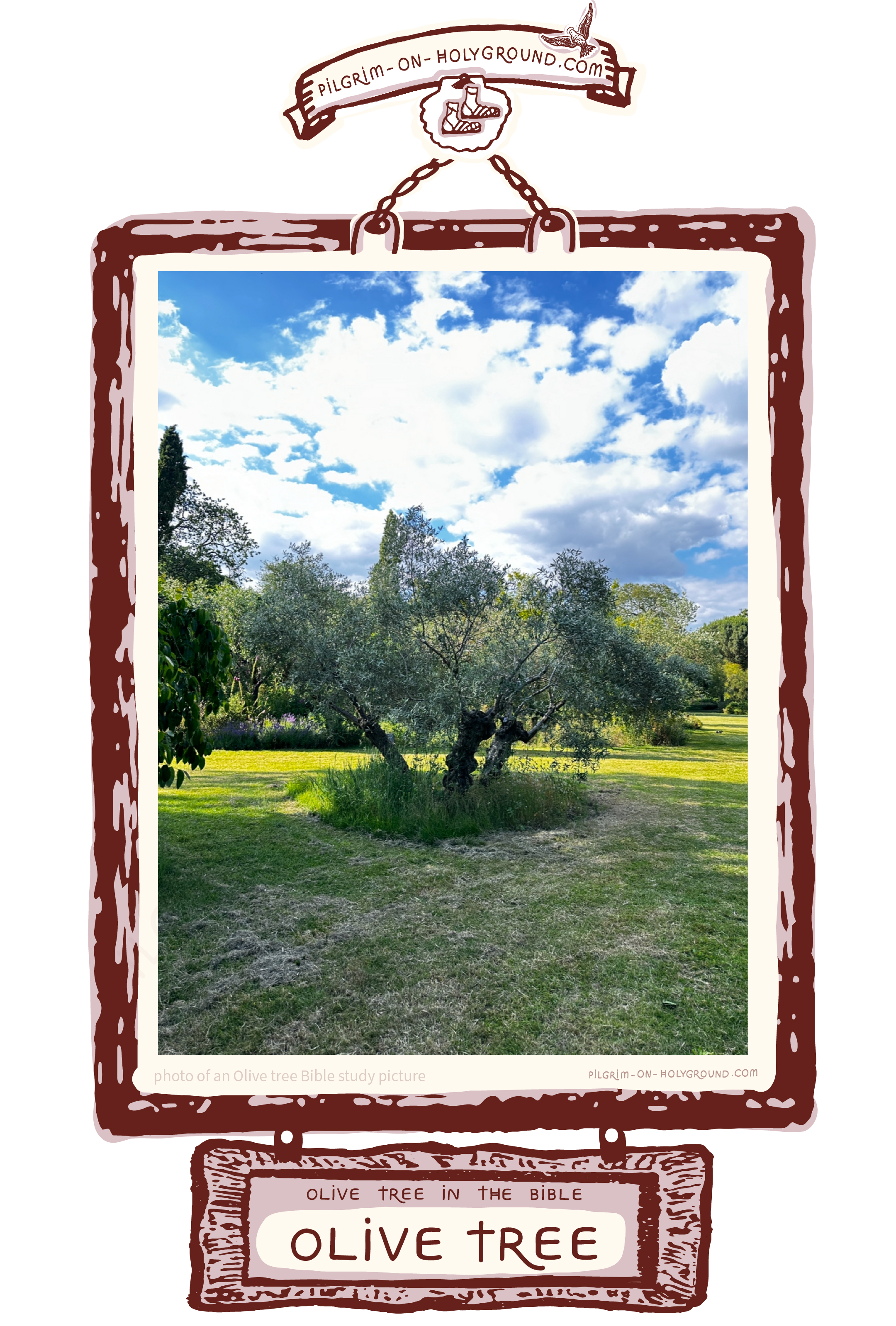 ✞ Wild olive trees Photo - for Plants mentioned in the Bible
Photo of an olive tree basking in the sunshine. This itree is set a little aside from the main olive grove and the grass around Photo of an olive tree in the Bible study pilgrim on HolyGround
✞ Wild olive trees Photo - for Plants mentioned in the Bible
Photo of an olive tree basking in the sunshine. This itree is set a little aside from the main olive grove and the grass around its base is left so that the roots remain a little in the shade and water is preserved around the base of the olive tree