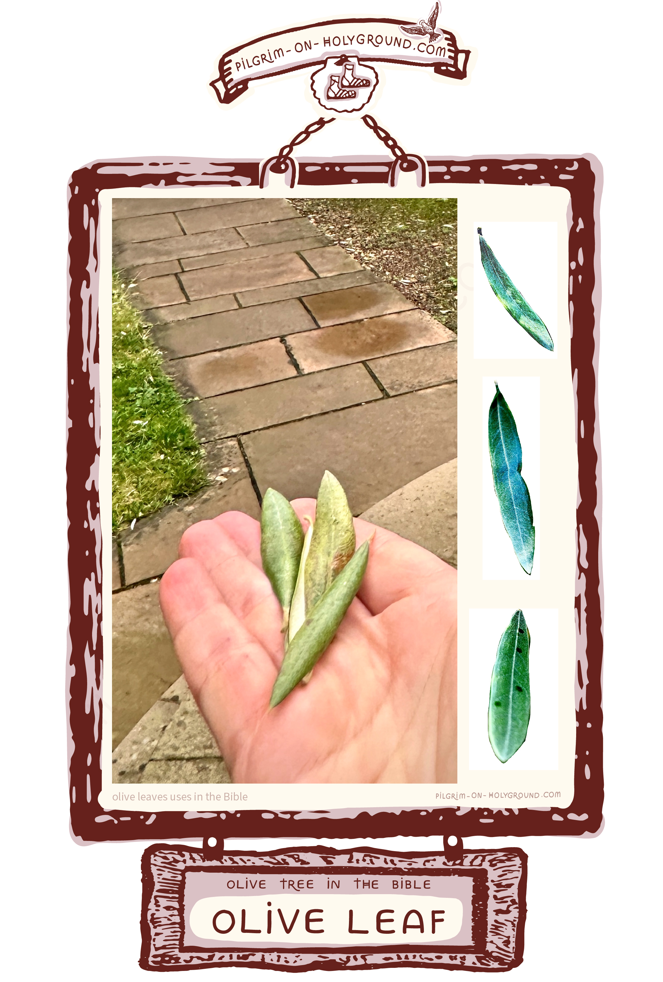 Picture of an olive leaf uses in the Bible extract ✞
Olive Tree in Bible Study Botanical Parts at pilgrim on holyground Picture of an olive leaf uses in the Bible extract ✞
Olive Tree in Bible Study Botanical Parts at pilgrim on holyground