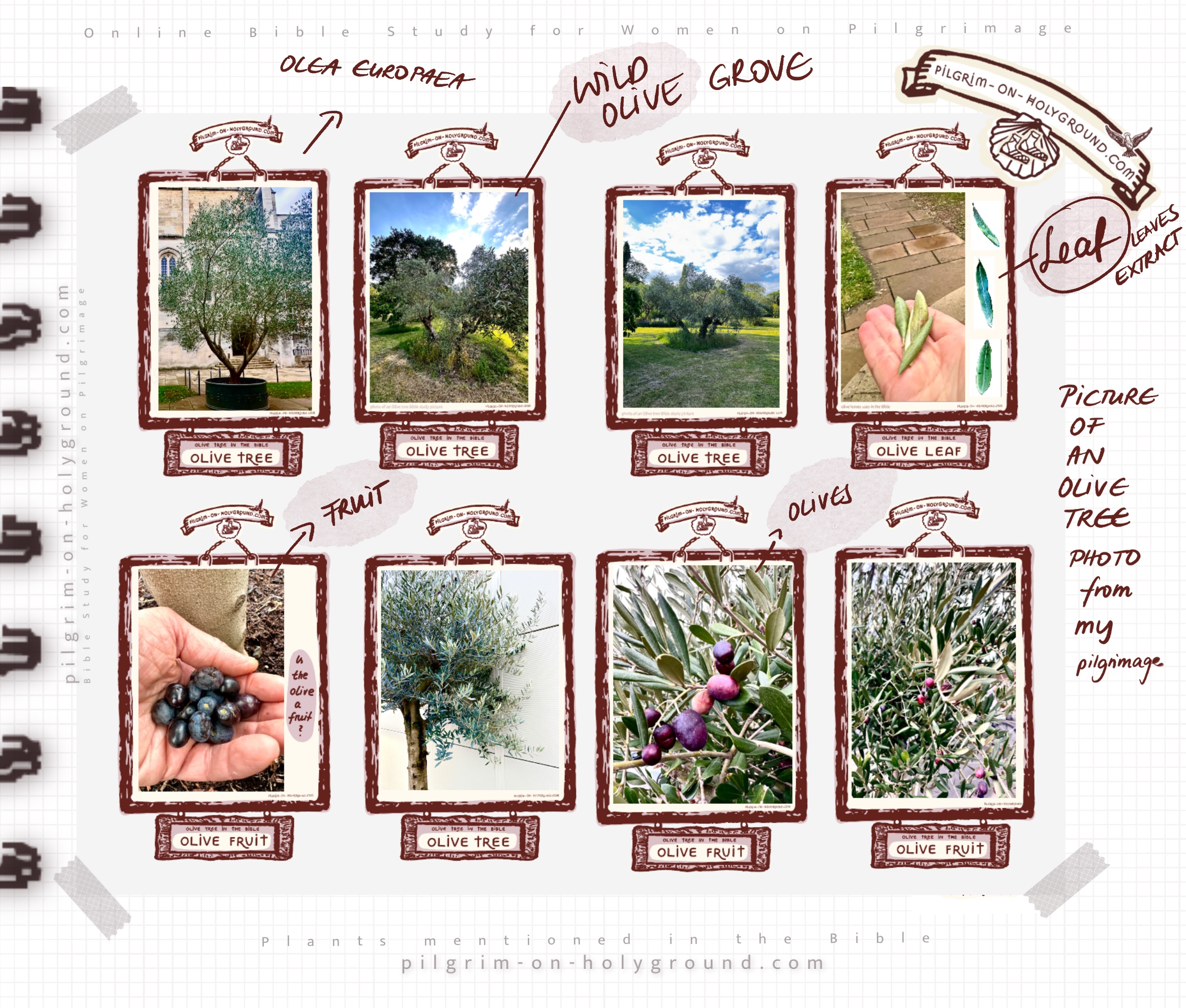 Olive Tree in the Bible Study, Meaning in Scripture, Christian Olive Oil Symbolism , Biblical Olive Oil Press and My Pilgrimage pictures to Olive Grove at Pilgrim on Holyground Picture of an Olive Tree in the Bible Study
What is the significance of the olive tree in the Bible?
Among the sacred trees mentioned in the bible the Olive features in both the old testament and the new testament scripture. for my Olive bible study I am looking at the botanical Olive meaning in scripture. From my pilgrimage to an olive grove some photo of an olive tree in summer, close ups of olive fruit and olive leaf extract structure for bible study