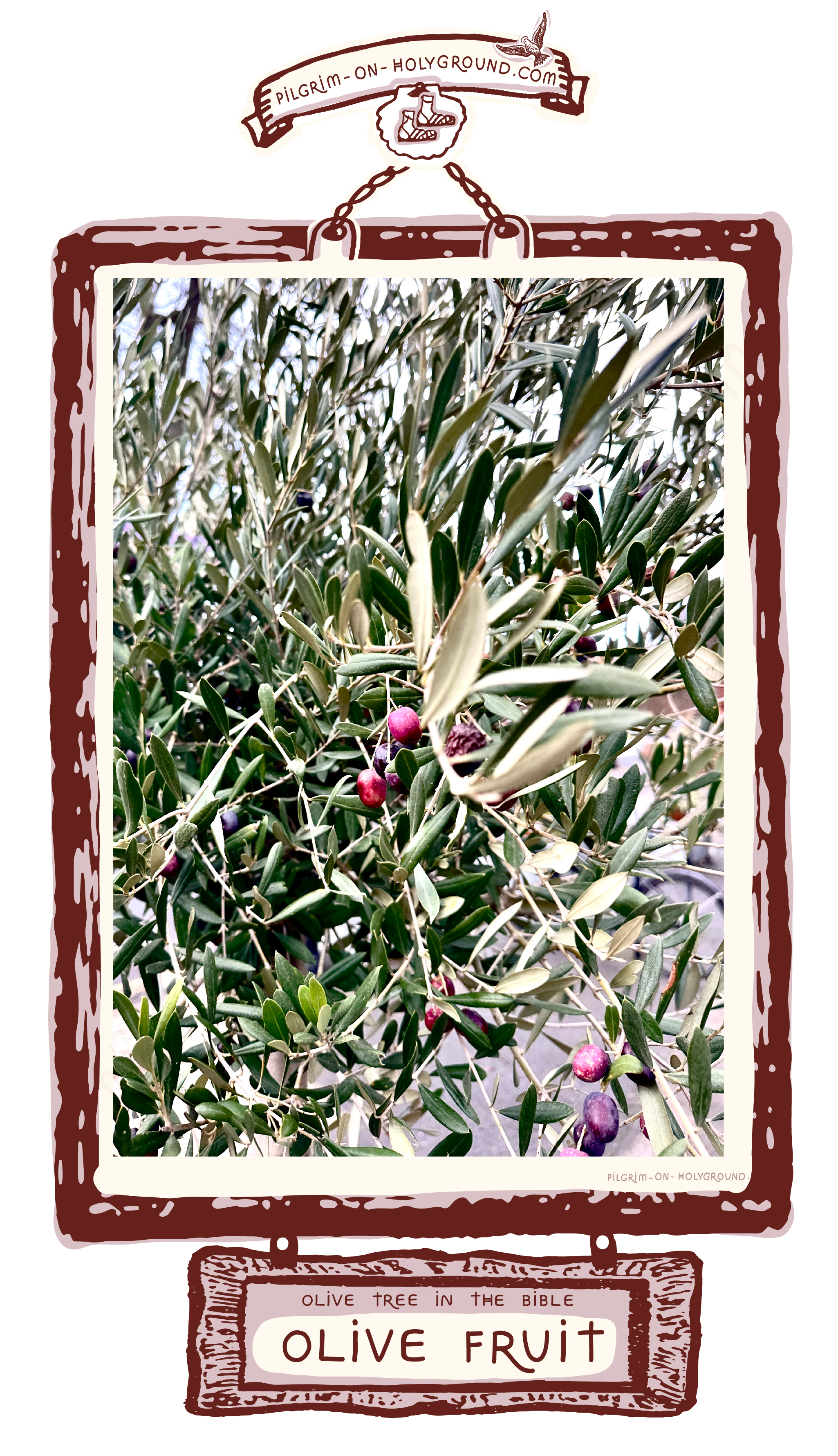 ✞ Sometimes it is difficult to tell how big an olive fruit is when only seen against its immediate leaf but not in the context Picture of an Olive Tree Fruit in Bible