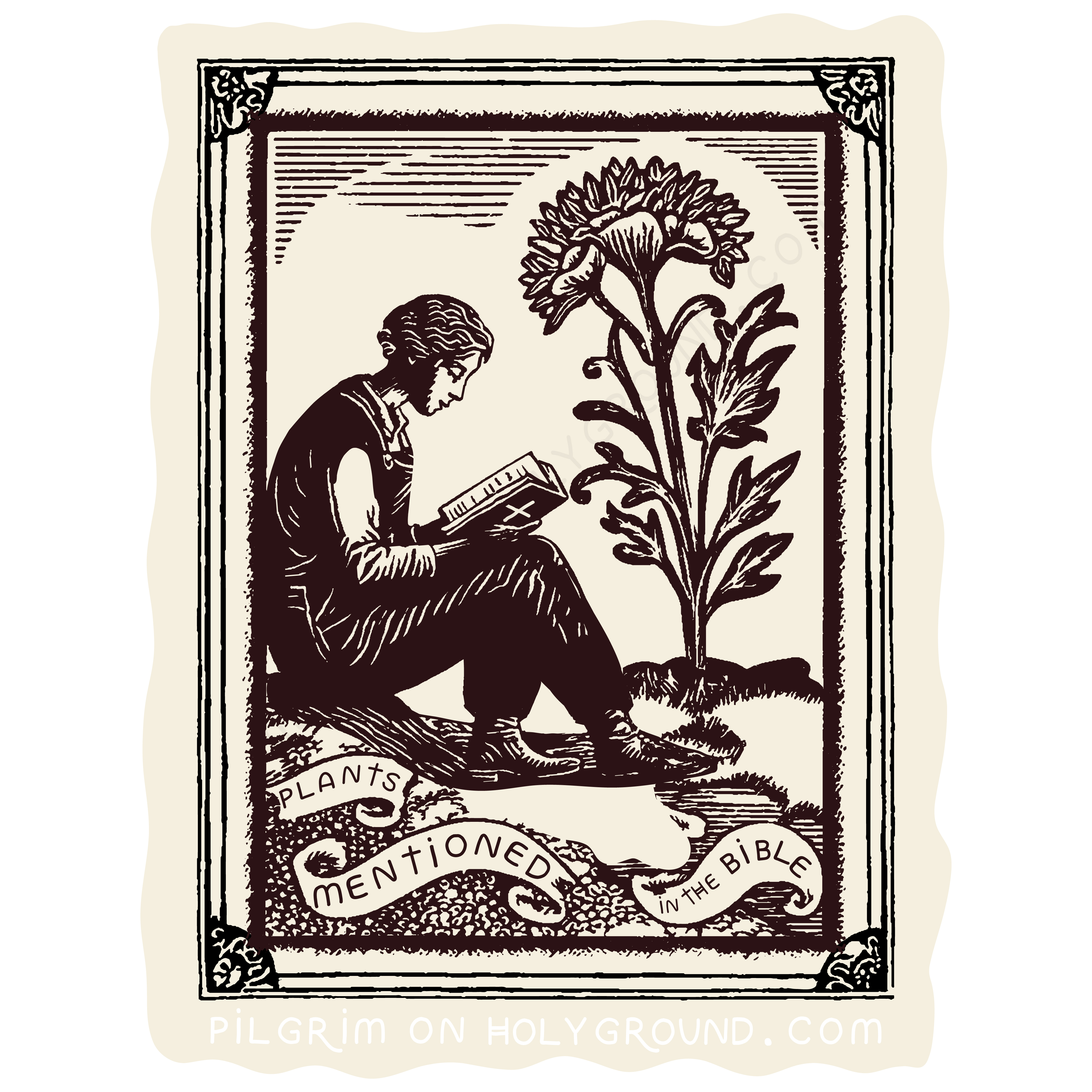 Plants mentioned in the Bible studies for women online at Pilgrim on HolyGround Plants mentioned in the Bible studies for women online at Pilgrim on HolyGround