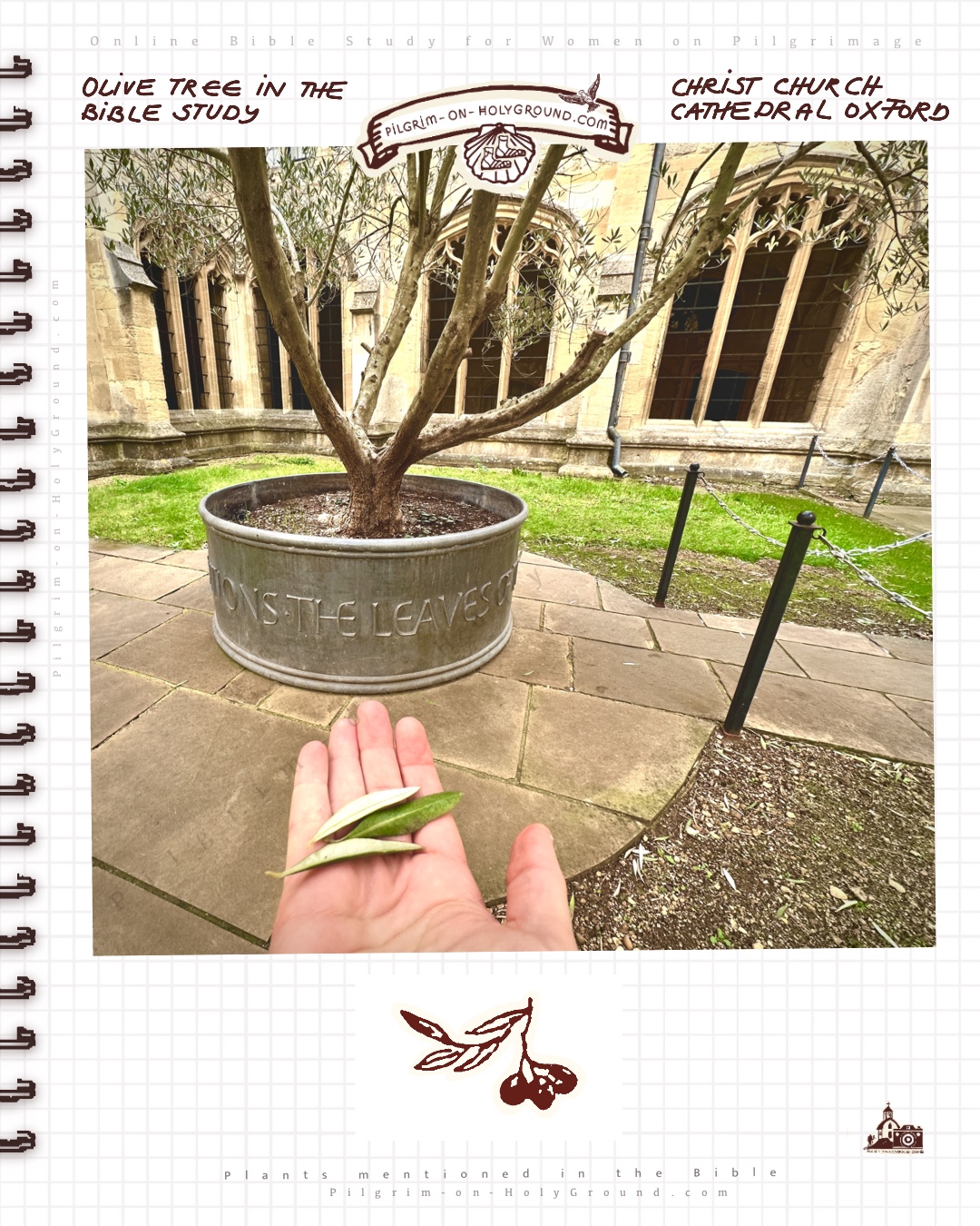 Sacred Olive leaf in the bible, My Pilgrimage to Saint Frideswide Shrine
Healing Olive Tree in the Bible Garden Olive Tree in the Bible Study , Shrine , Oxford Christ Church Cathedral Sacred Olive leaf in the bible, My Pilgrimage to Saint Frideswide Shrine
Healing Olive Tree in the Bible Garden Olive Tree in the Bible Study , from my Pilgrimage to Saint Frideswith Shrine , Oxford Christ Church Cathedral Bible Garden with ancient sacred olive tree