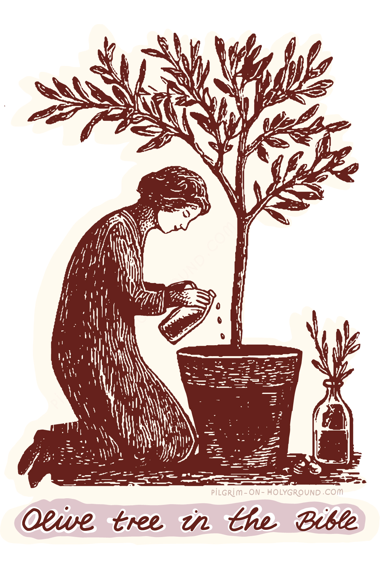 Olive Tree in the Bible Study, Meaning in Scripture, Christian Olive Oil Symbolism , Biblical Olive Oil Press and My Pilgrimage pictures to Olive Grove at Pilgrim on Holyground