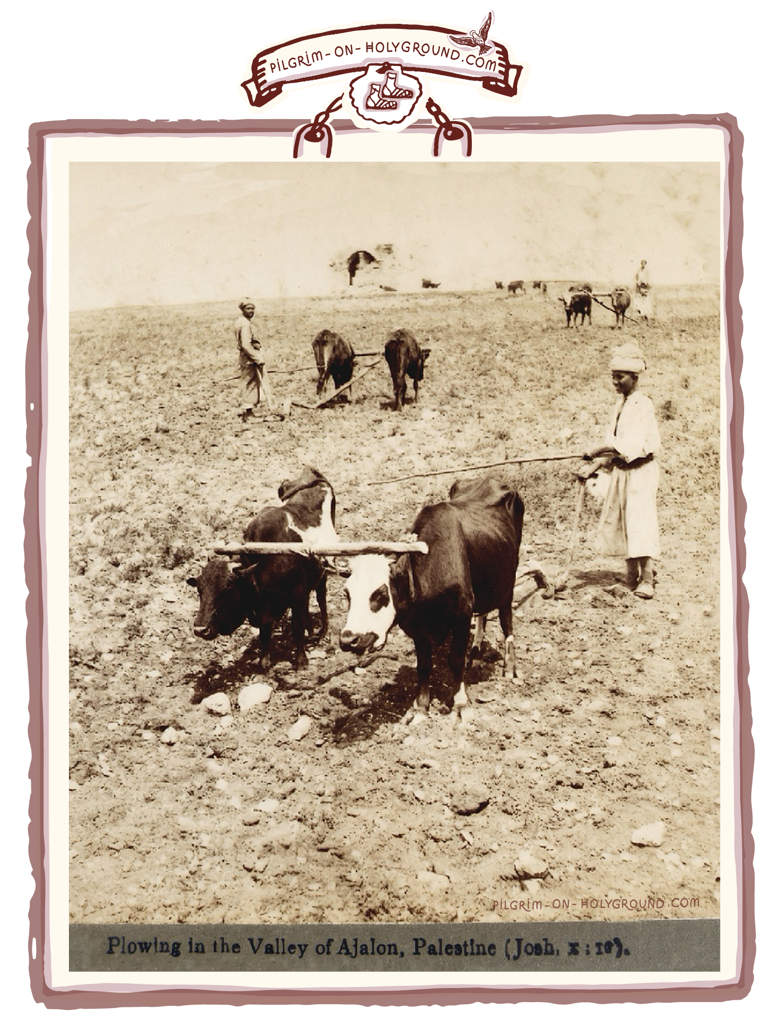2 Oxen ploughing the the valley of Ajalon Palestine
Yoke in the Bible Means Oxen in biblical Times picture for Bible Study at pilgrim on HolyGround